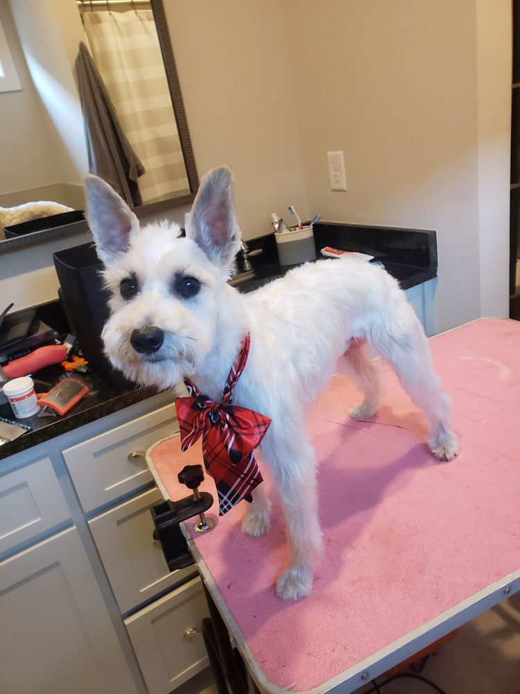 GROOMING BY GRACE Updated September 2024 17 Photos Batesville, Mississippi Pet Groomers