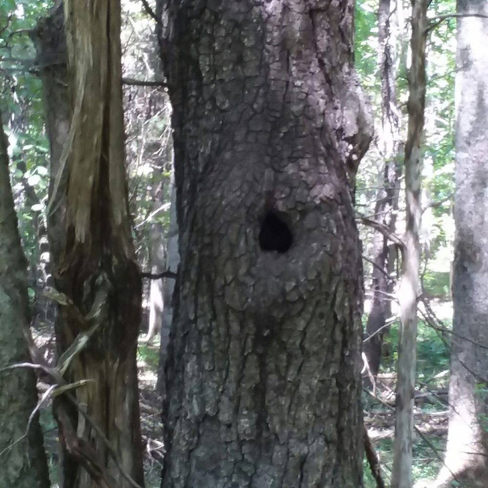 Lake Anna State Park - I love trees - Parks Near Me - Spotsylvania, Virginia