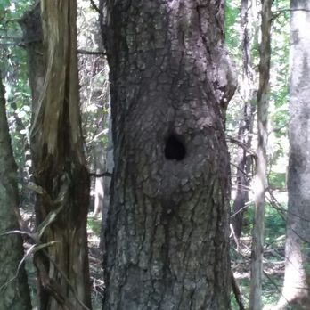 Lake Anna State Park - I love trees - Parks Near Me - Spotsylvania, Virginia Lake Anna State Park - I love trees - Parks Near Me - Spotsylvania, Virginia