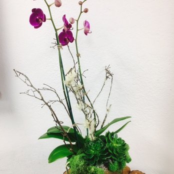 French Florist - $75 and tax will get you this beauty delivered - potted orchid with live succulents at the base. - Florists Near Me - El Segundo, California French Florist - $75 and tax will get you this beauty delivered - potted orchid with live succulents at the base. - Florists Near Me - El Segundo, California