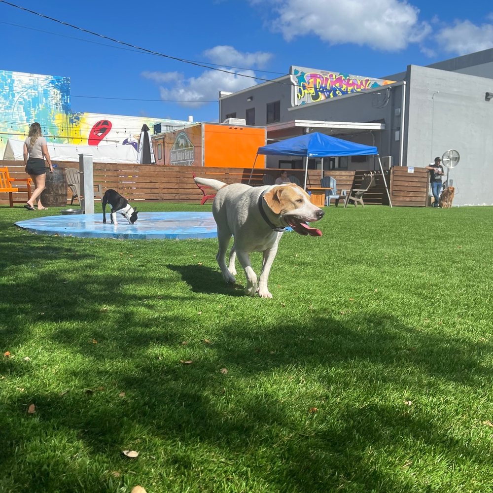 Barkyard n' Brews - Dog Parks Near Me - Fort Lauderdale, Florida Barkyard n' Brews - Dog Parks Near Me - Fort Lauderdale, Florida