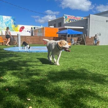 Barkyard n' Brews - Dog Parks Near Me - Fort Lauderdale, Florida Barkyard n' Brews - Dog Parks Near Me - Fort Lauderdale, Florida