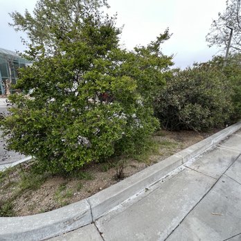 Gavino Landscaping - Before - Tree Services Near Me Gavino Landscaping - Before - Tree Services Near Me