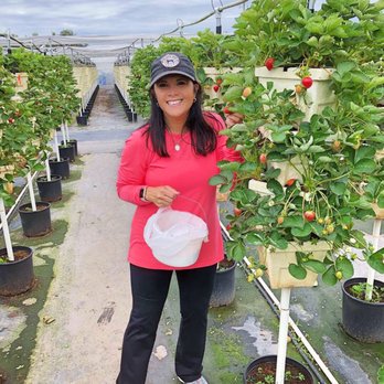 Bekemeyer Family Farm - Picking strawberries - Fruits & Veggies Near Me - Winter Garden, Florida