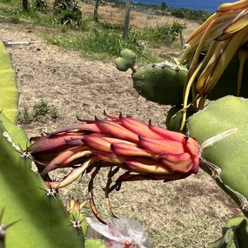 Maui Dragon Fruit Farm - Fruits & Veggies Near Me - Lahaina, Hawaii Maui Dragon Fruit Farm - Fruits & Veggies Near Me - Lahaina, Hawaii