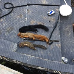 Cajun Experiences - Squirrel, it's for dinner