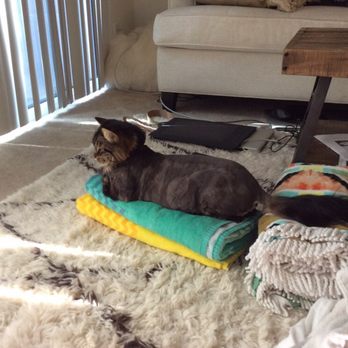 Glitterati Paw Spa - Pet Groomers Near Me