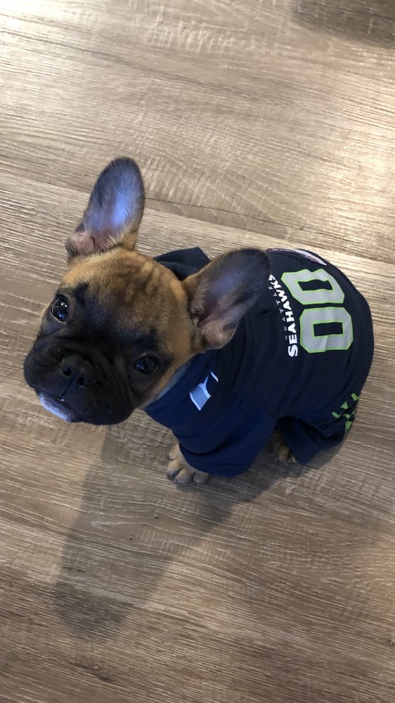 Pawpular Companions Pet Supplies