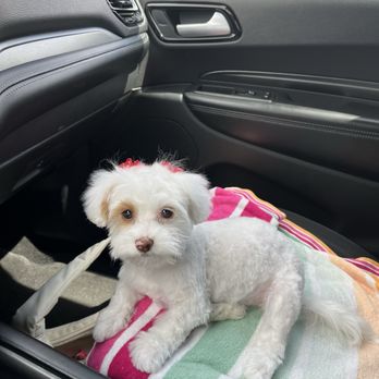 Doggie In The Window - Apple looking brand new! - Pet Groomers Near Me - Las Vegas, Nevada