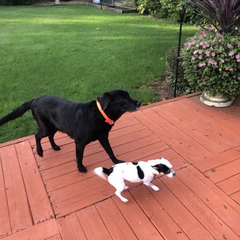 2 Peas In A Pod Pet Care - House Sitters Near Me - Leslie, Michigan 2 Peas In A Pod Pet Care - House Sitters Near Me - Leslie, Michigan