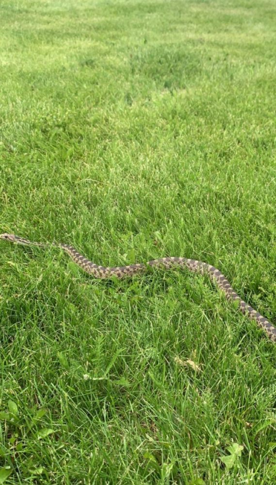 PICK IT UP POOPER SCOOPER Request Information Las Vegas, Nevada Pet Waste Removal Phone