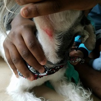 Picture Perfect Pet Grooming - This was the day after coming from Picture Perfect Groomers - Pet Groomers Near Me - Marina, California Picture Perfect Pet Grooming - This was the day after coming from Picture Perfect Groomers - Pet Groomers Near Me - Marina, California