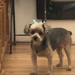 Kreme looking good with this wonderful cut/style! Thank you Amanda PGS grooming ‼ Kreme looking good with this wonderful cut/style! Thank you Amanda PGS grooming ‼