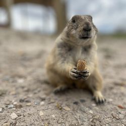 The Ranch Store - They love peanuts!