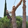 Photo of Flagstaff Tree Service