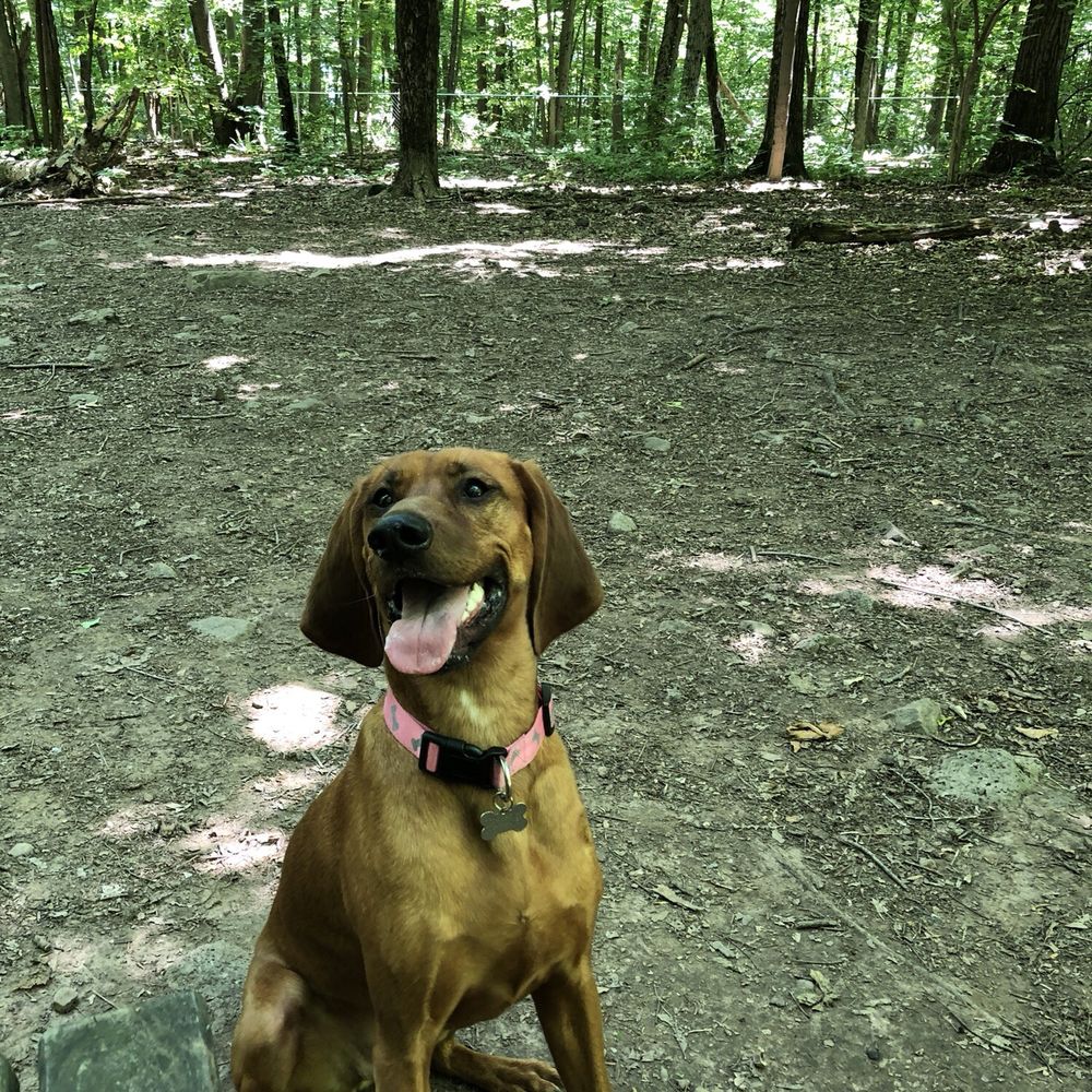 Middlefield Dog Park - Pets Near Me - Middlefield, Connecticut