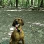 Photo of Middlefield Dog Park