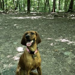Middlefield Dog Park