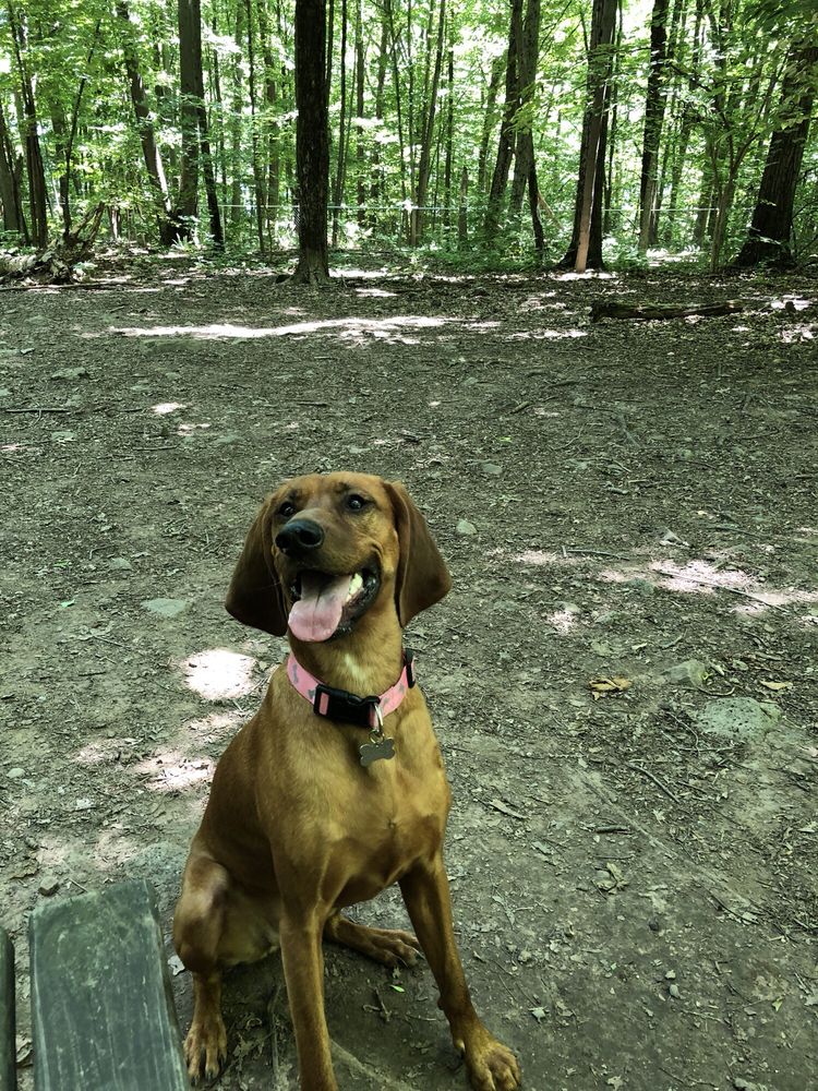 MIDDLEFIELD DOG PARK Updated September 2024 102 Mattabeseck Rd