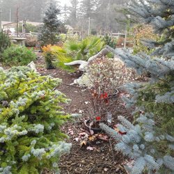 Flora Pacifica - Garden paths with happy birdies enjoying seeds.
