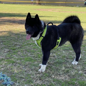 Ufuria - Pet Training Near Me - Rancho Cucamonga, California