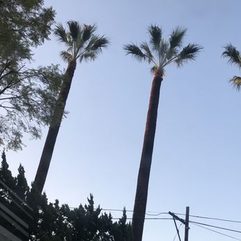 MTC Tree Care - After!!! - Tree Services Near Me - Riverside, California