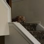 Photo of Allentown Animal Hospital