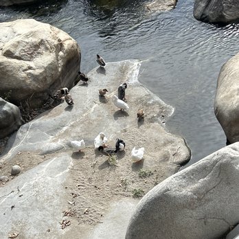 Gateway Restaurant & Lodge - Ducks - New American Near Me - Three Rivers, California Gateway Restaurant & Lodge - Ducks - New American Near Me - Three Rivers, California