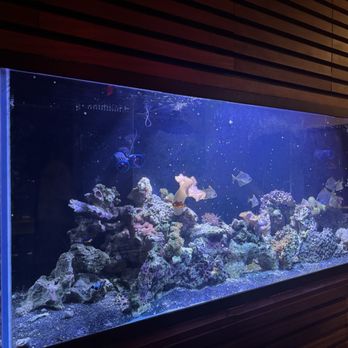 Frisco and The Reckless Shepherd - Nice aquarium - Brewpubs Near Me - Columbia, Maryland