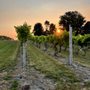 Photo of Volcanic Winery