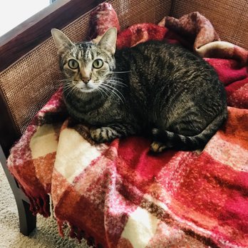 Pets Eternal Rest - Hardest thing ever, to say goodbye to sweet Louis. - Veterinarians Near Me - Walnut Creek, California Pets Eternal Rest - Hardest thing ever, to say goodbye to sweet Louis. - Veterinarians Near Me - Walnut Creek, California
