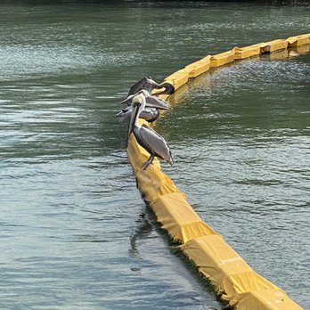12A Buoy - They must be waiting for their table - Seafood Near Me - Fort Pierce, Florida
