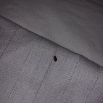 Days Inn by Wyndham Lanham Washington D.C - Bed bug - Hotels Near Me - Lanham, Maryland Days Inn by Wyndham Lanham Washington D.C - Bed bug - Hotels Near Me - Lanham, Maryland