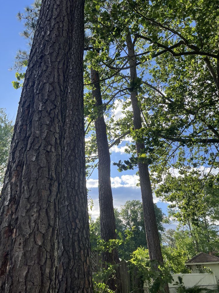 Maryland Tree Experts - tree service in White Marsh, MD