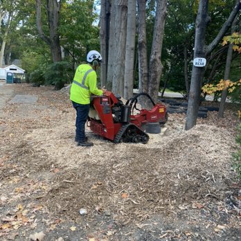 MM Tree Services - Tree Services Near Me - Lynn, Massachusetts