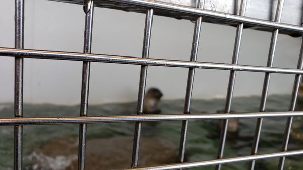 Seaside Aquarium by null