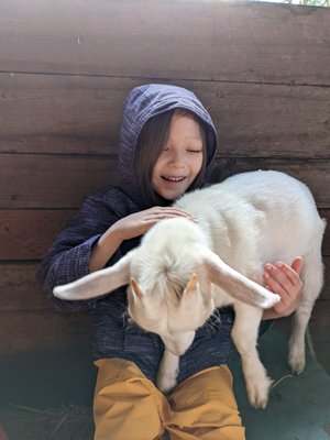 Leaping Lamb Farm by null