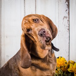 spoiled mutts humble