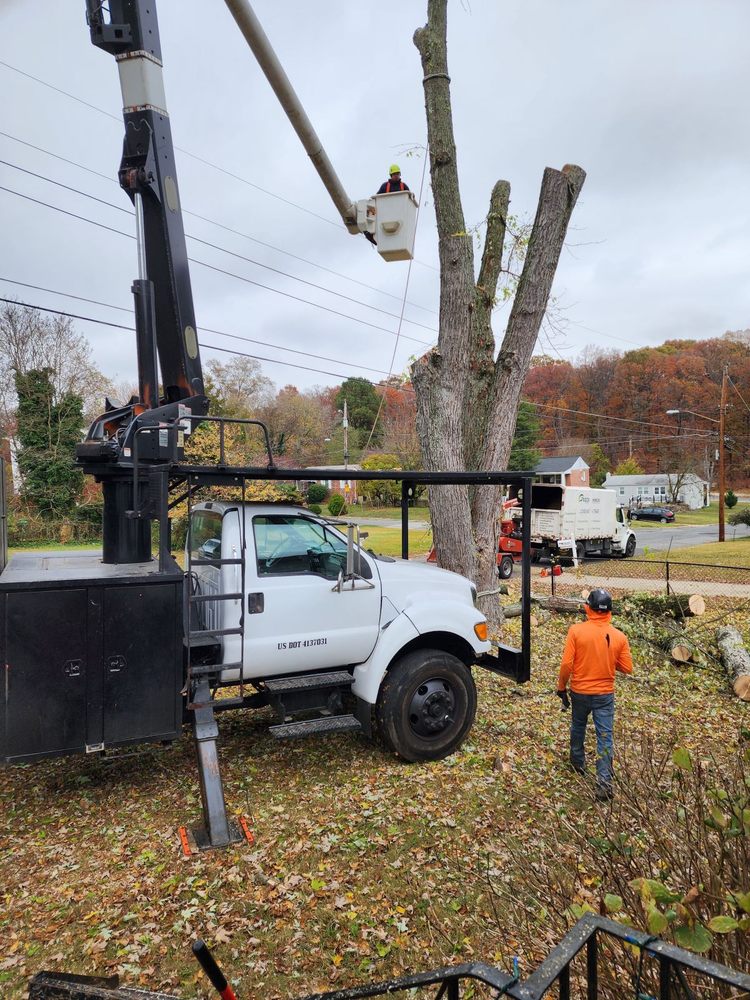 Green Woods Sawmill & Tree Service - tree service in Riverdale, MD