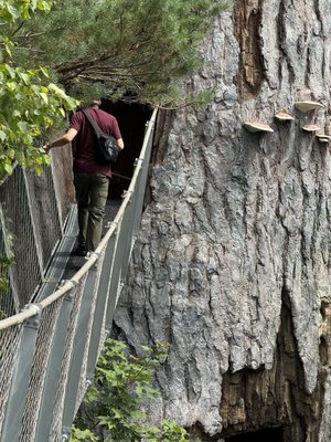 The Wild Center by null