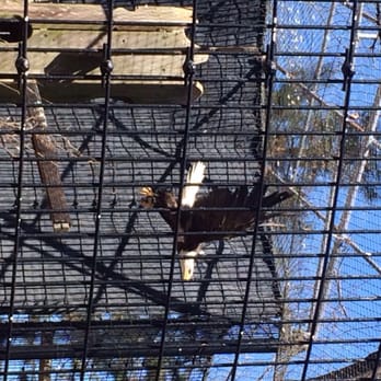 DuPage Wildlife Conservation Center - Caught the eagle in flight! - Zoos Near Me - Glen Ellyn, Illinois DuPage Wildlife Conservation Center - Caught the eagle in flight! - Zoos Near Me - Glen Ellyn, Illinois