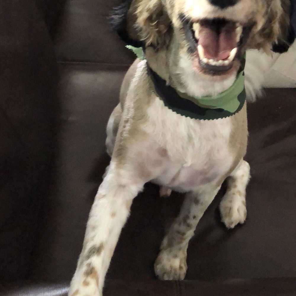 Precious Pets Day Spa - Maxx loves his new groomers :) - Pet Groomers Near Me - Forney, Texas Precious Pets Day Spa - Maxx loves his new groomers :) - Pet Groomers Near Me - Forney, Texas