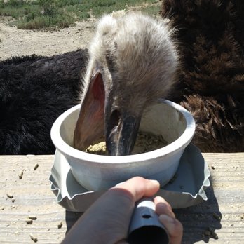 Ostrichland USA - Attraction Farms Near Me - Solvang, California Ostrichland USA - Attraction Farms Near Me - Solvang, California