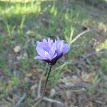 Mount Diablo State Park - Blue Dicks wildflower (seriously the name of the plant) - Parks Near Me - Clayton, California Mount Diablo State Park - Blue Dicks wildflower (seriously the name of the plant) - Parks Near Me - Clayton, California