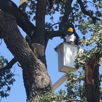 Anderson Tree Experts - Tree Services Near Me - Oakdale, California Anderson Tree Experts - Tree Services Near Me - Oakdale, California