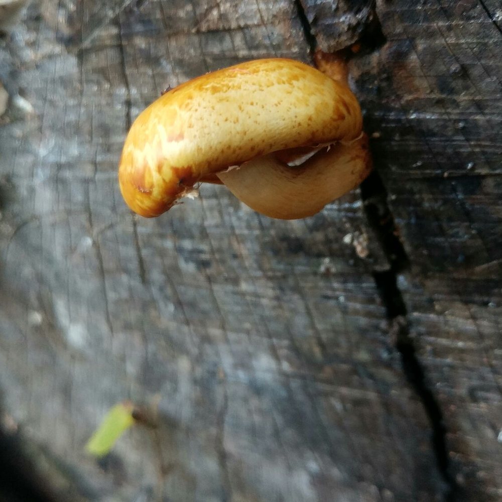 Brown County State Park - Hiking Near Me - Nashville, Indiana