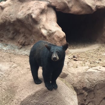 Bearizona - Zoos Near Me - Williams, Arizona