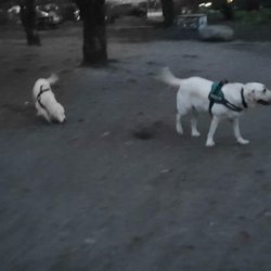 Hundespielplatz Billrothstraße / Holstenstraße