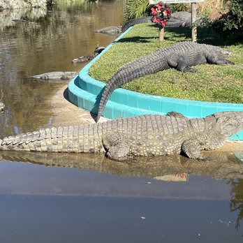 Gatorland - Zoos Near Me - Orlando, Florida Gatorland - Zoos Near Me - Orlando, Florida