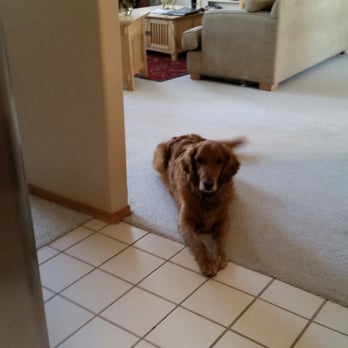 Camp Bow Wow - Caesar my golden retriever - Pet Training Near Me - Albuquerque, New Mexico
